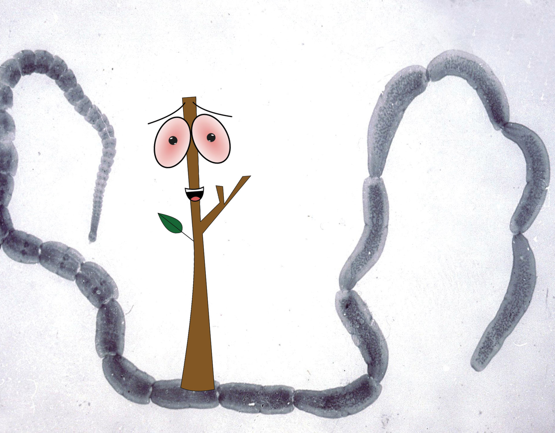 Lose Weight Fast with the Tapeworm Diet! FigWigggy