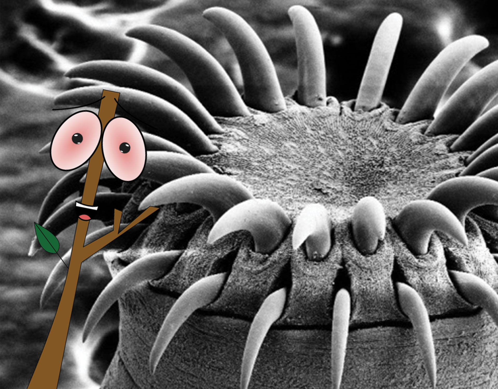 Lose Weight Fast with the Tapeworm Diet! FigWigggy