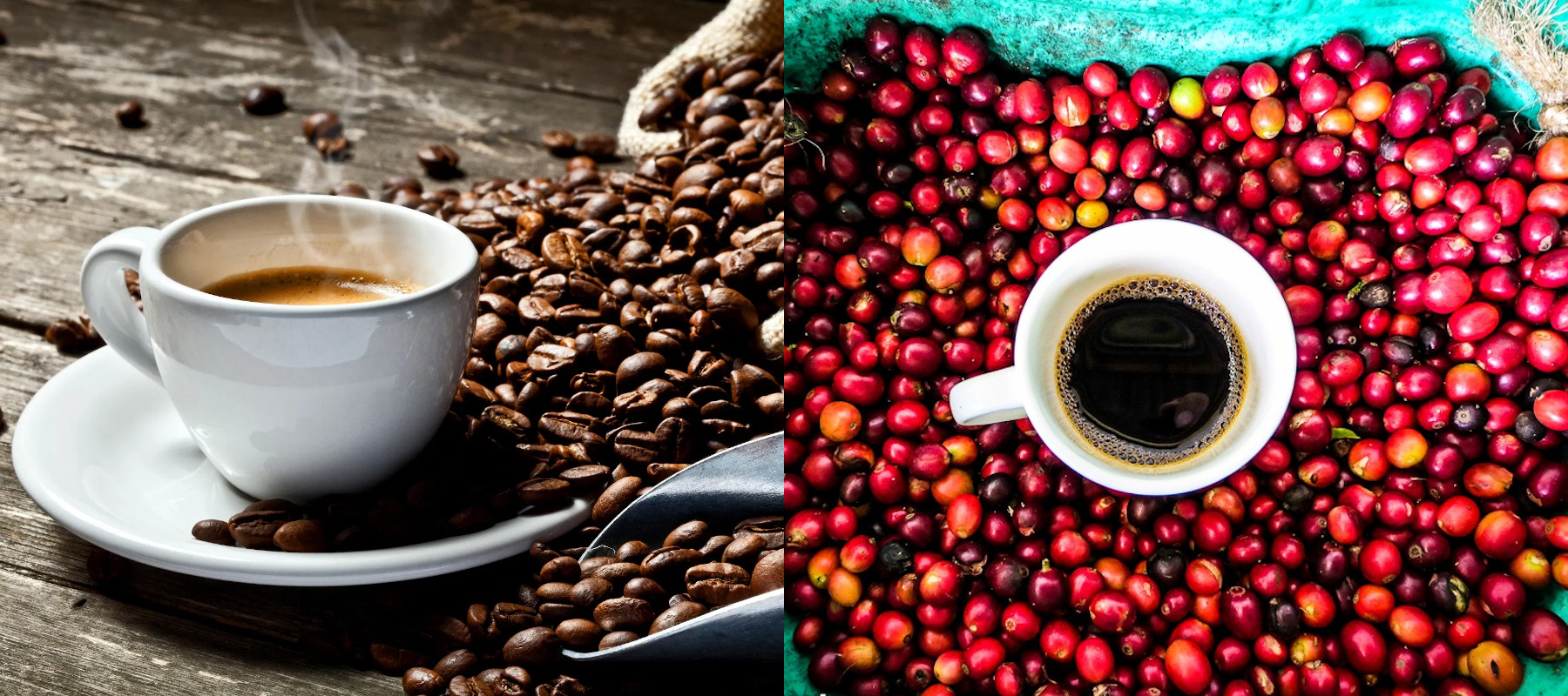 Cameron's Coffee Great Tasting, Eco Friendly Coffee