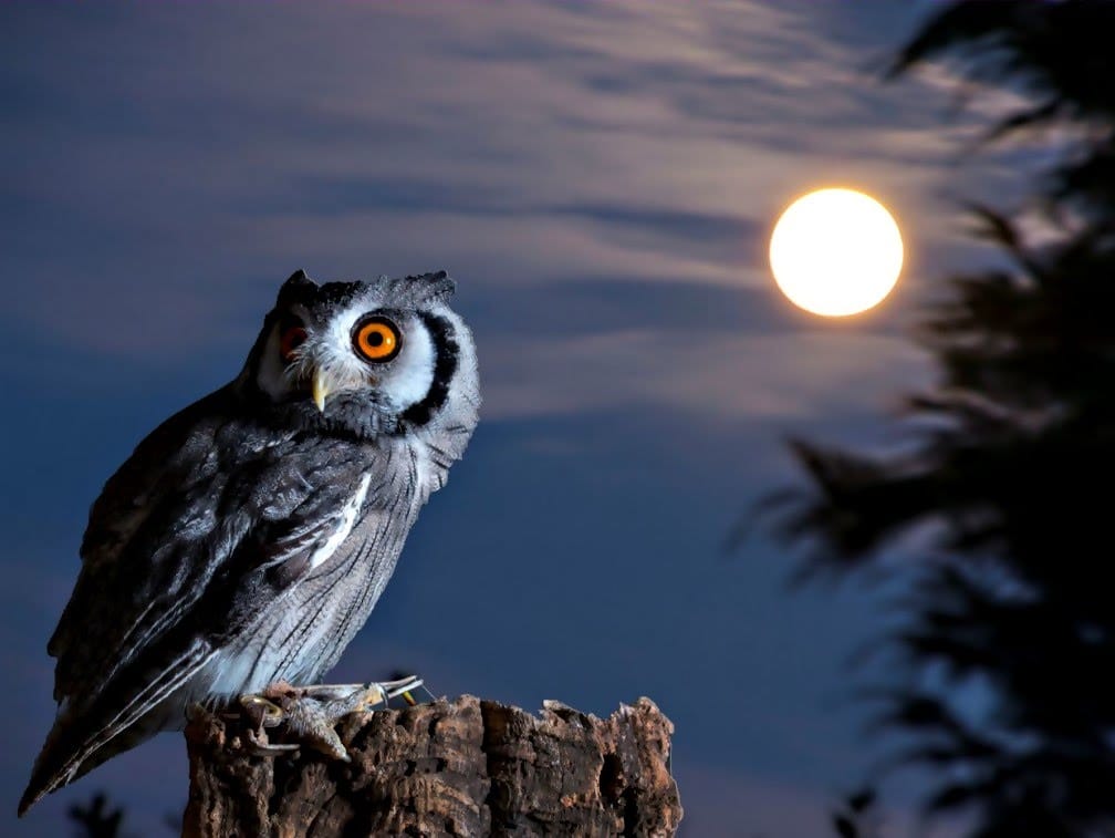 Pengalaman Malam Burung Hantu Yang Tidak Dapat Kulupakan