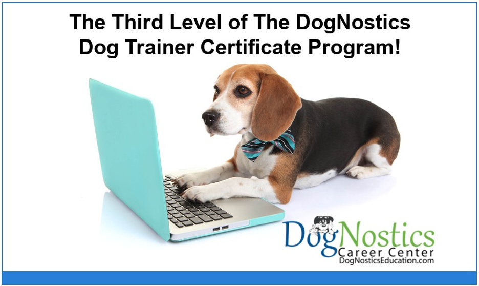 Gain Your Dog Training Master Course Certificate! DogNostics Career