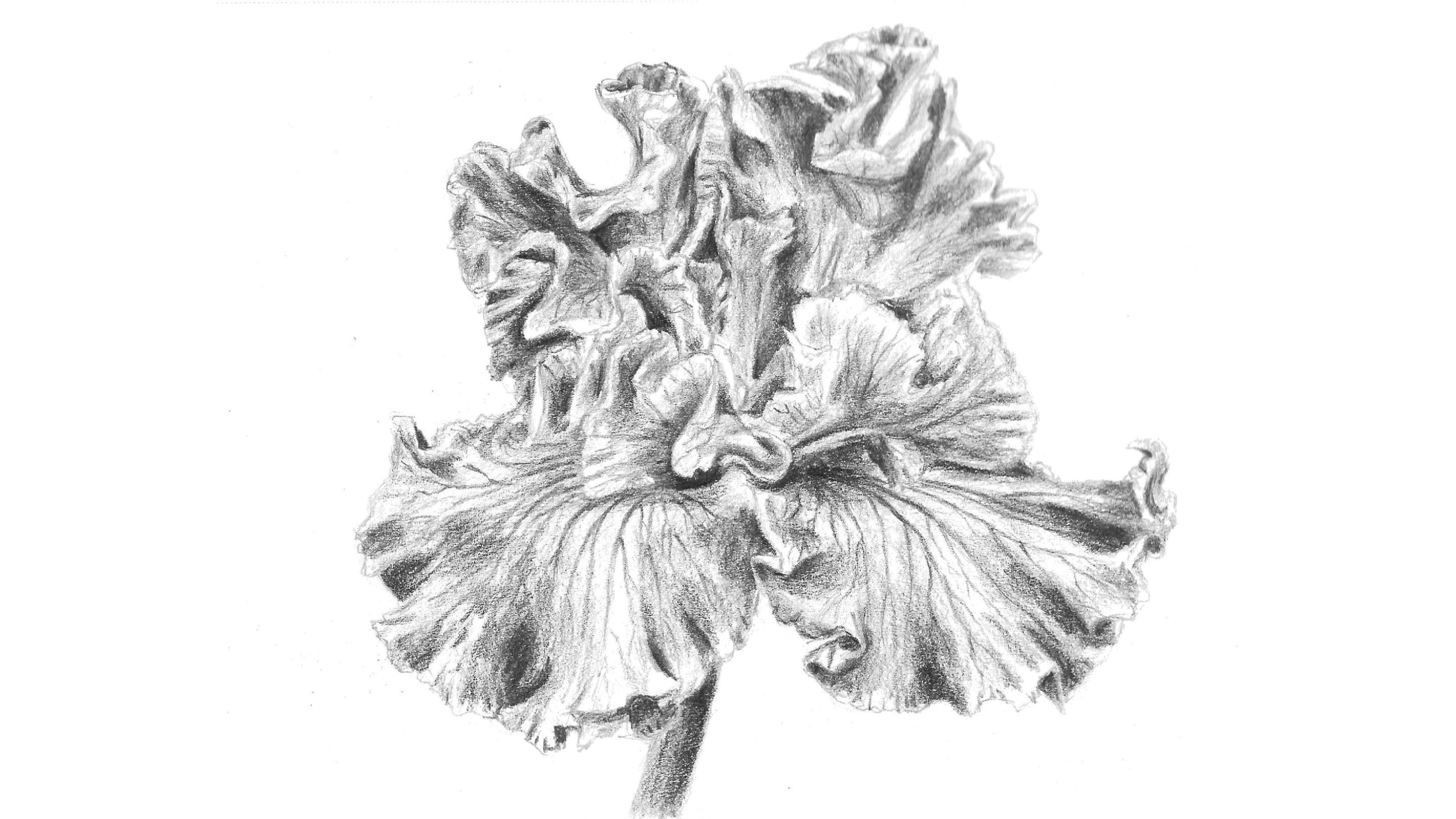 How to Draw an Iris Flower Let's Draw Today Club
