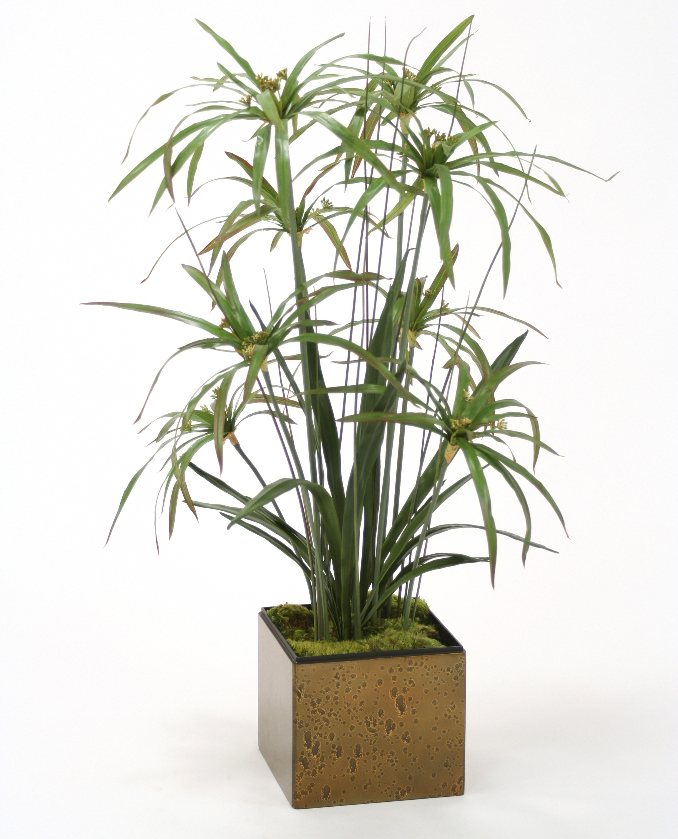 Silk Umbrella Papyrus Grass Mix with Cymbidium Leaf Plants Free