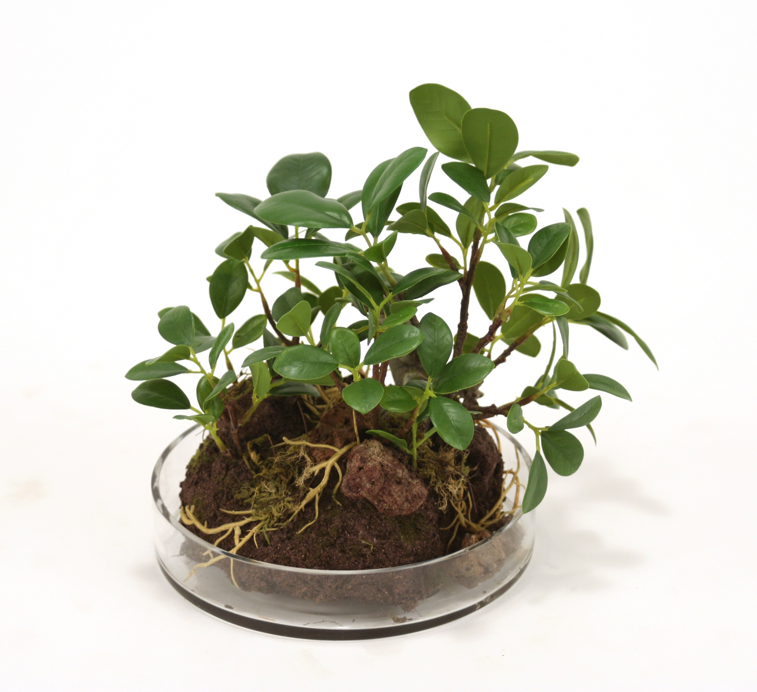 Silk Small Ficus Bonzai Tree Garden in Round Glass Free