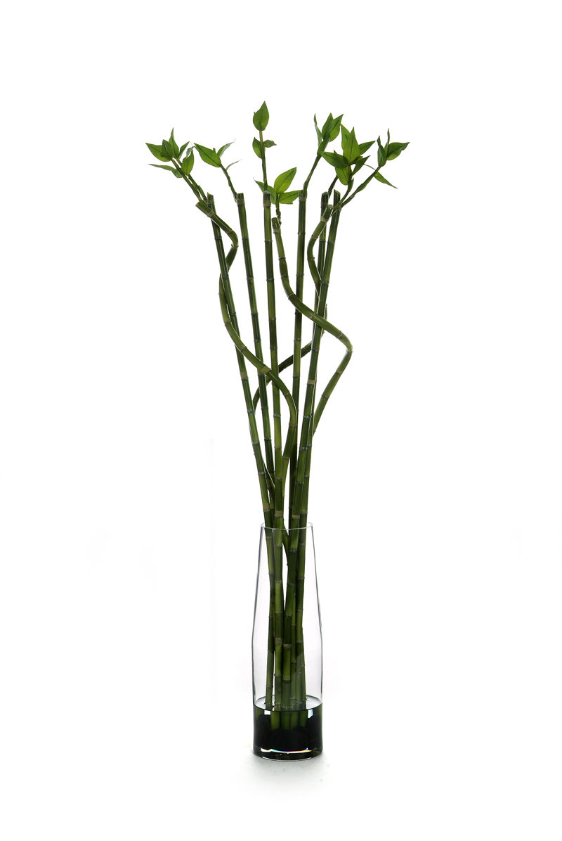 Waterlook ® Silk Lucky Bamboo in a Tall Glass Cylinder Free Shipping