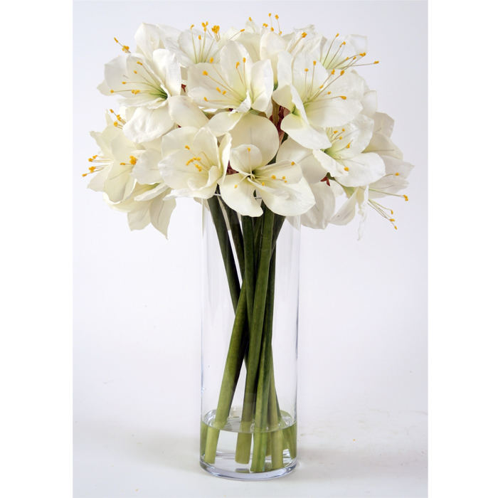 White Amaryllis Free Shipping in USA