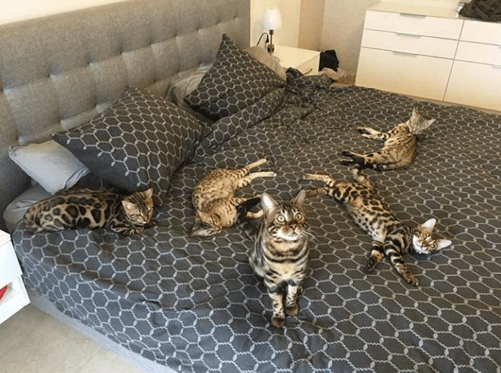 필고 5 Cats 1 Bed