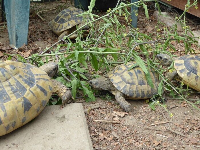 Griechische Landschildkröten