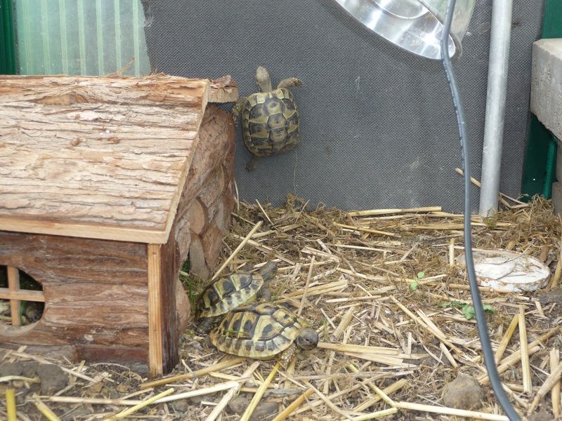 Griechische Landschildkröten