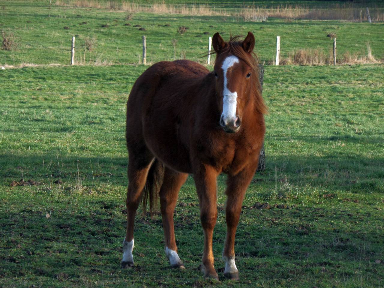 Madlen´s kleine Quarter Horse Zucht