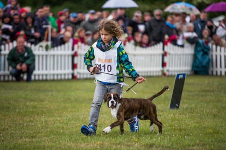 BoxerKlub e.V. Sitz München, Landesgruppe Sachsen