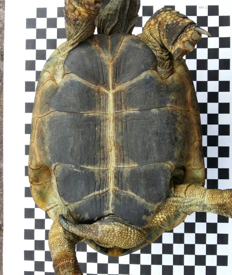 Bruttemperatur von Landschildkröteneiern vermehrung