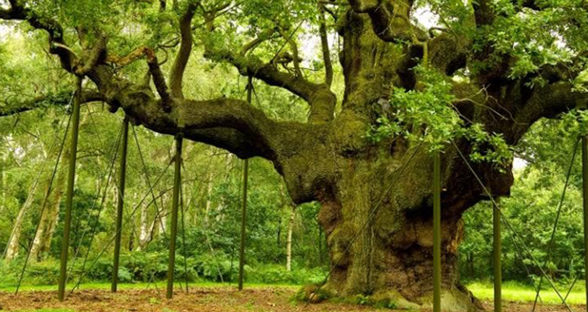 Protect Sherwood Forest