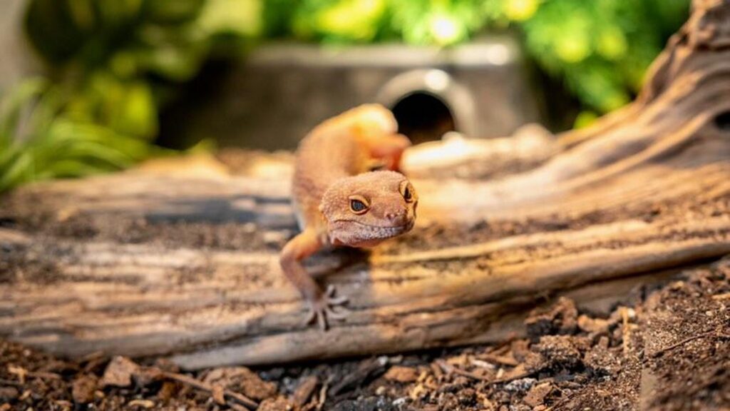 Leopard Gecko Enclosure Vision Products