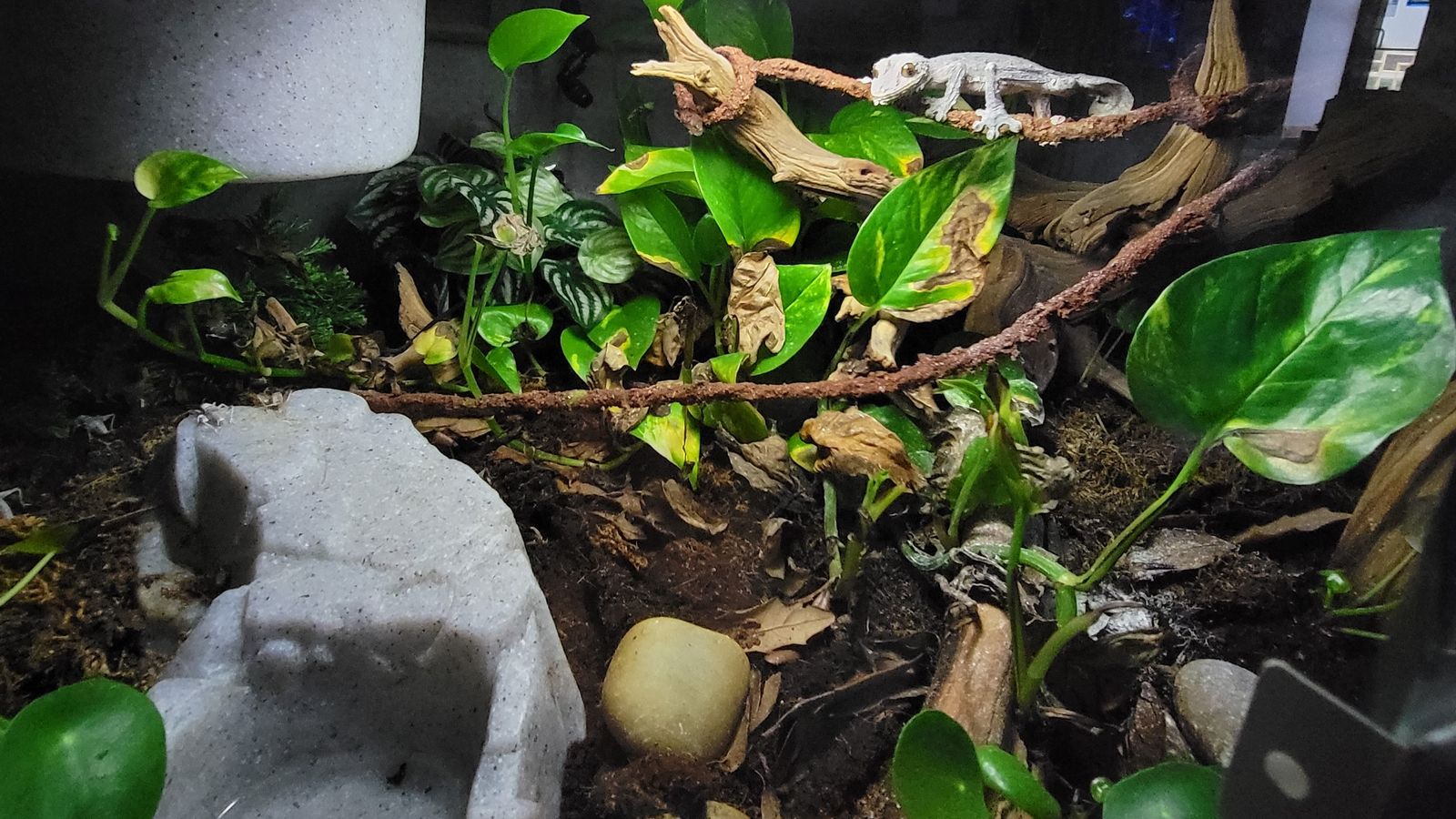 The Beautiful Bioactive Vivarium Is it The Best Home For a Reptile