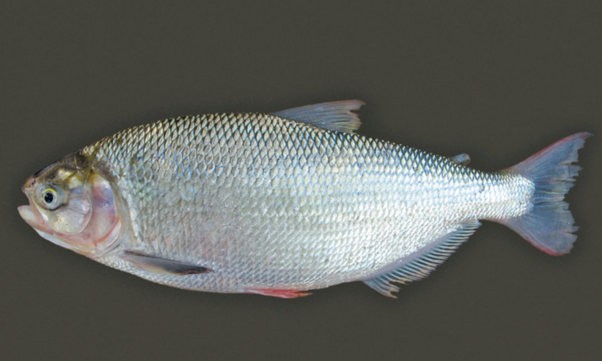 Matrinxã é peixe agressivo e popular na pesca esportiva