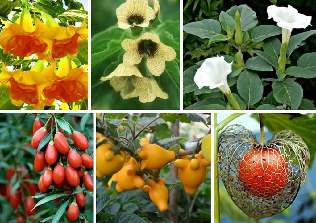 Solanaceae é uma família de planta distribuída em dez gêneros
