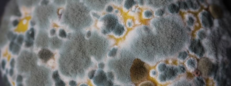Insurance In New York Will Your Homeowner's Policy Cover a Mold