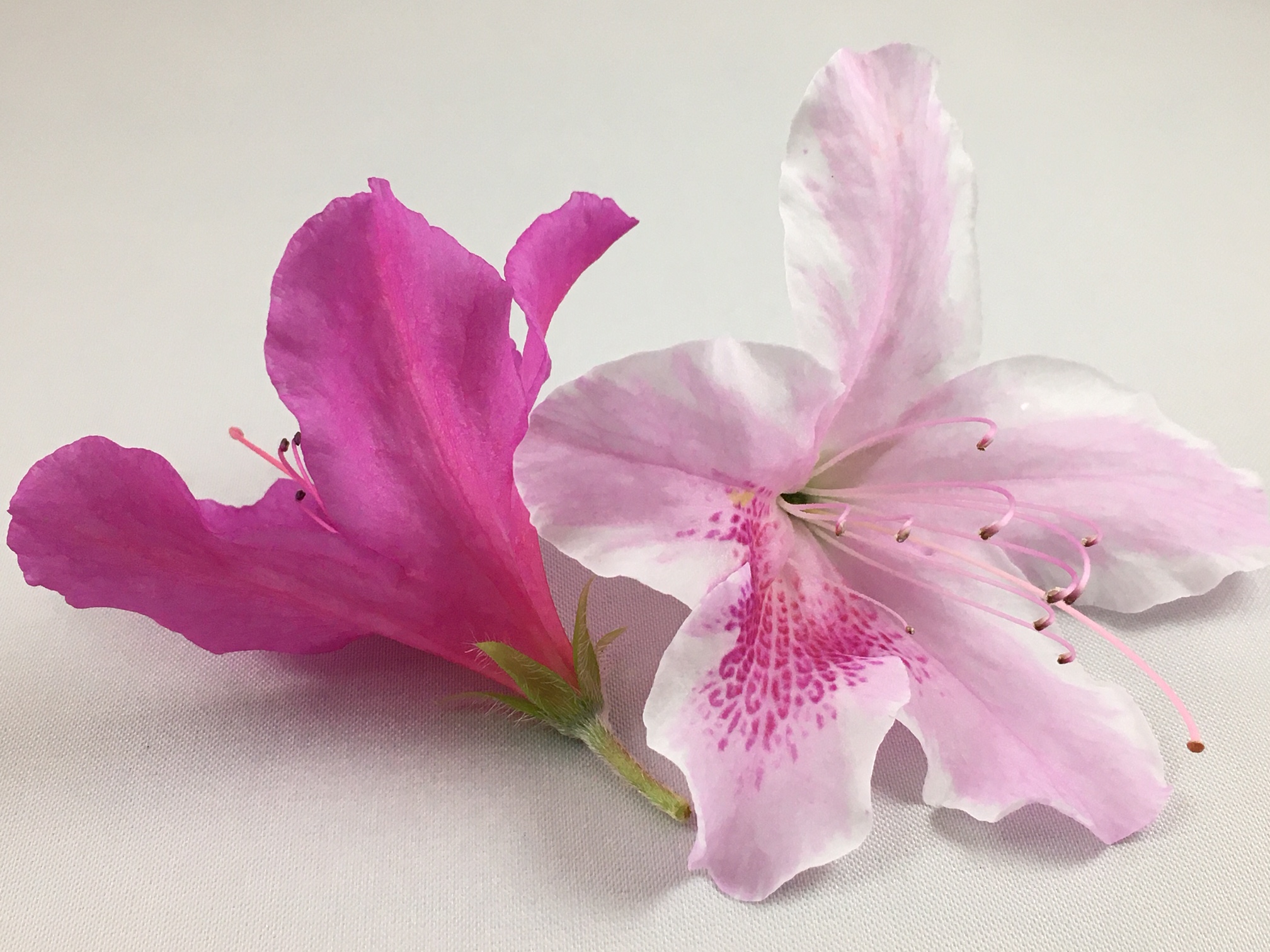 Flowers AllDay Primary