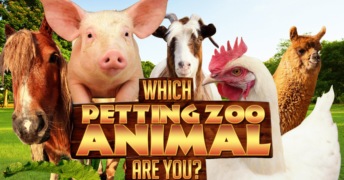Which Petting Zoo Animal Are You? BrainFall