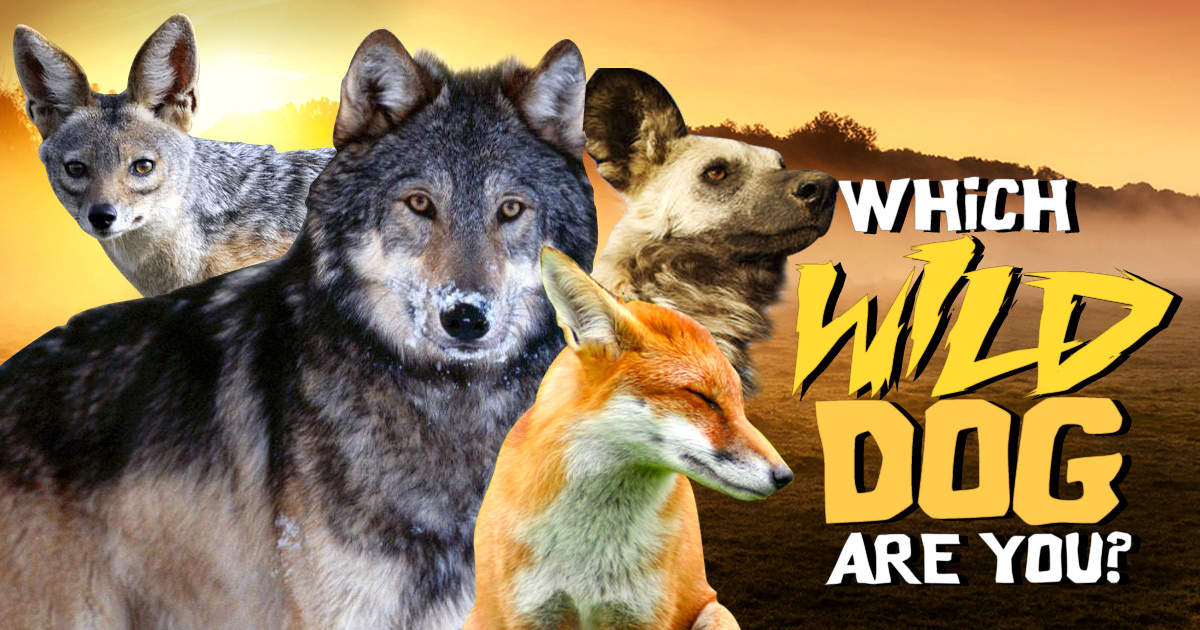 Which Wild Dog Are You? BrainFall