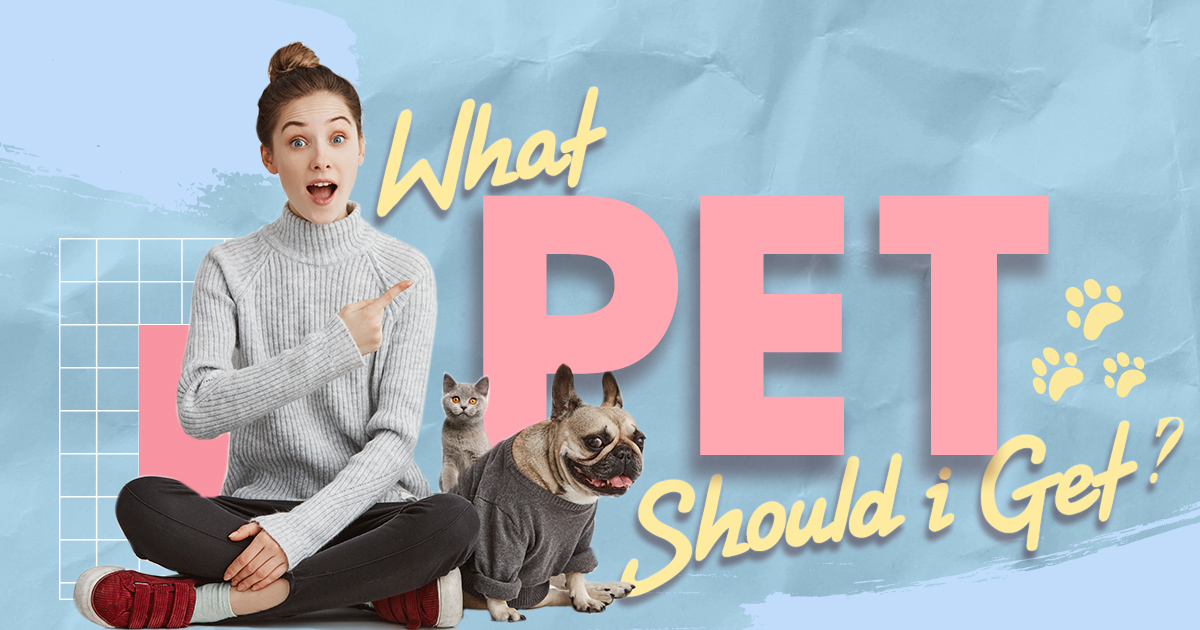 What Pet Should I Get? BrainFall