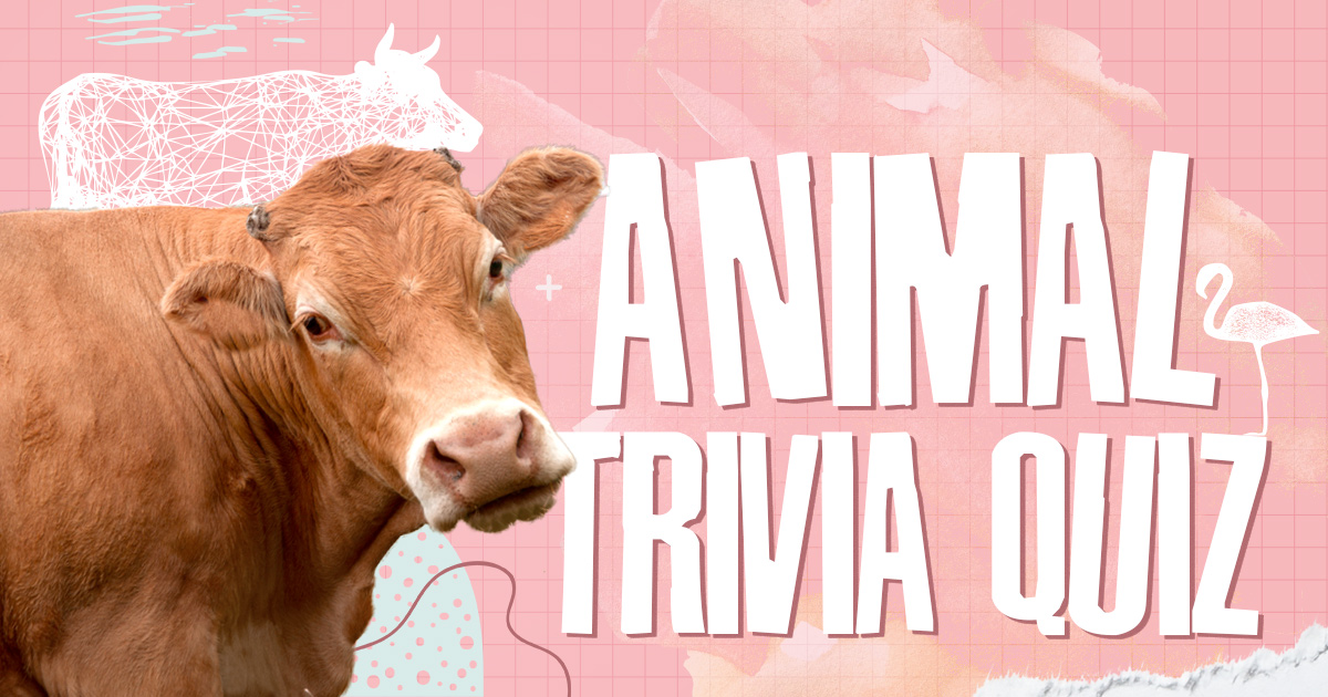 Animal Trivia Quiz! BrainFall