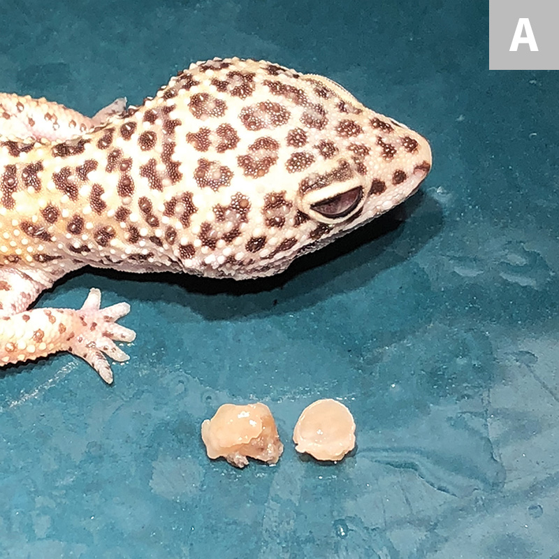 Vitamin A Deficiency in Insectivorous Lizards Clinician