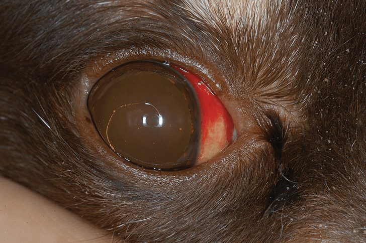 Subconjunctival Hemorrhage in Dogs Clinician's Brief