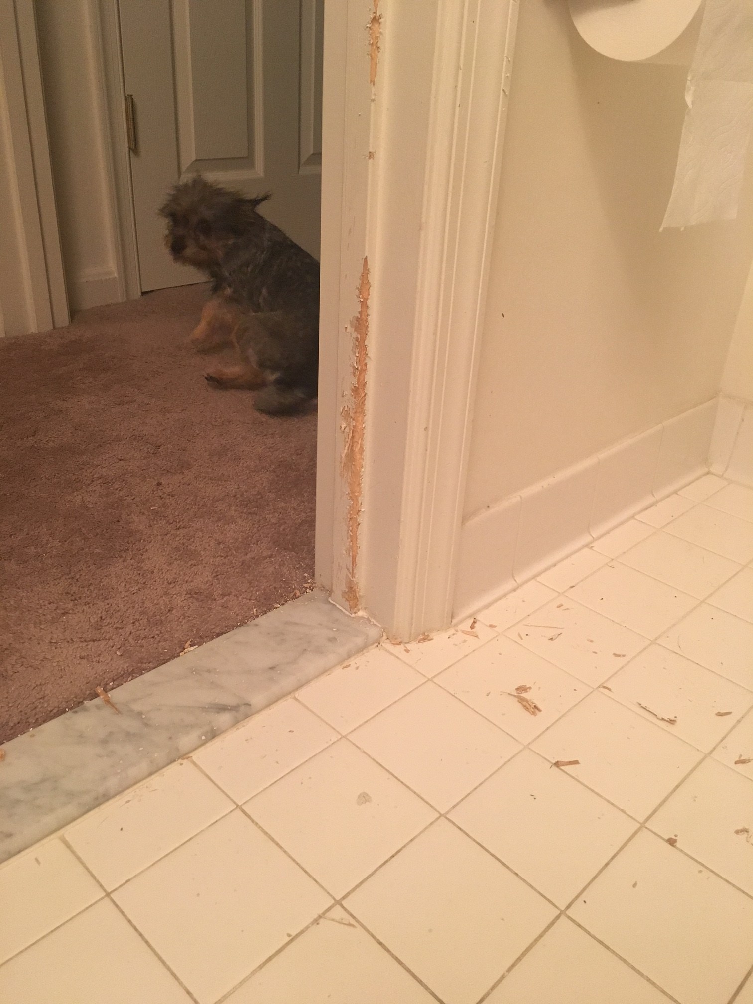 Separation Anxiety in a Dog with FearBased Behavior Clinician's Brief