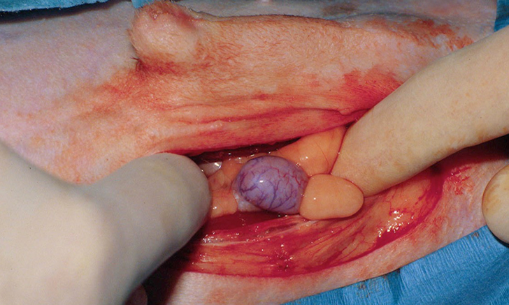 Daniel D. Smeak | Clinician's Brief