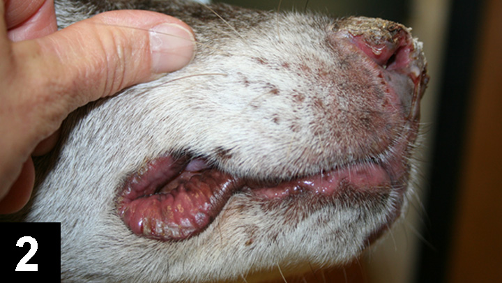 Canine Perioral Dermatitis Clinician's Brief
