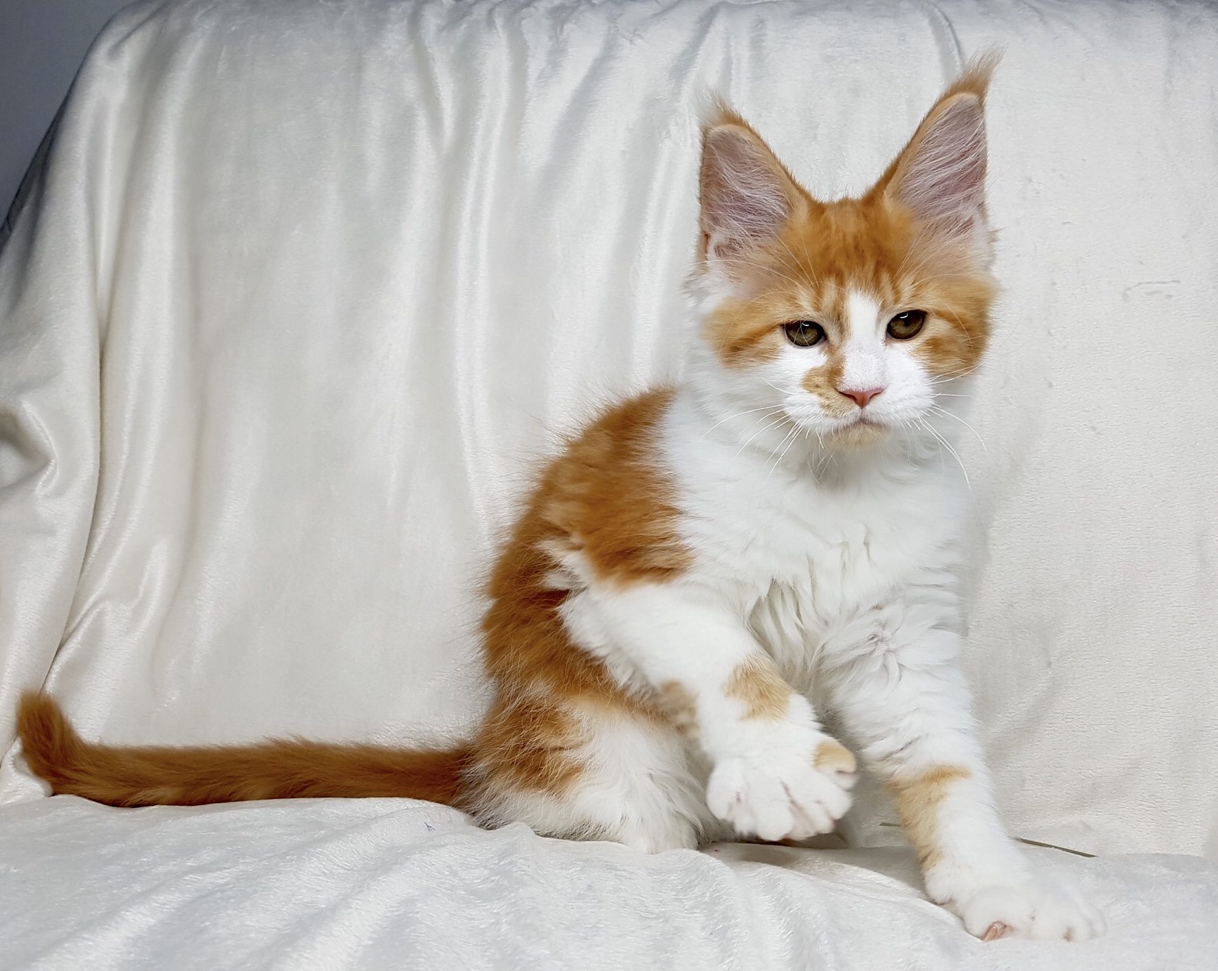 Maine Coon opdræt Gentle Cat Eyes