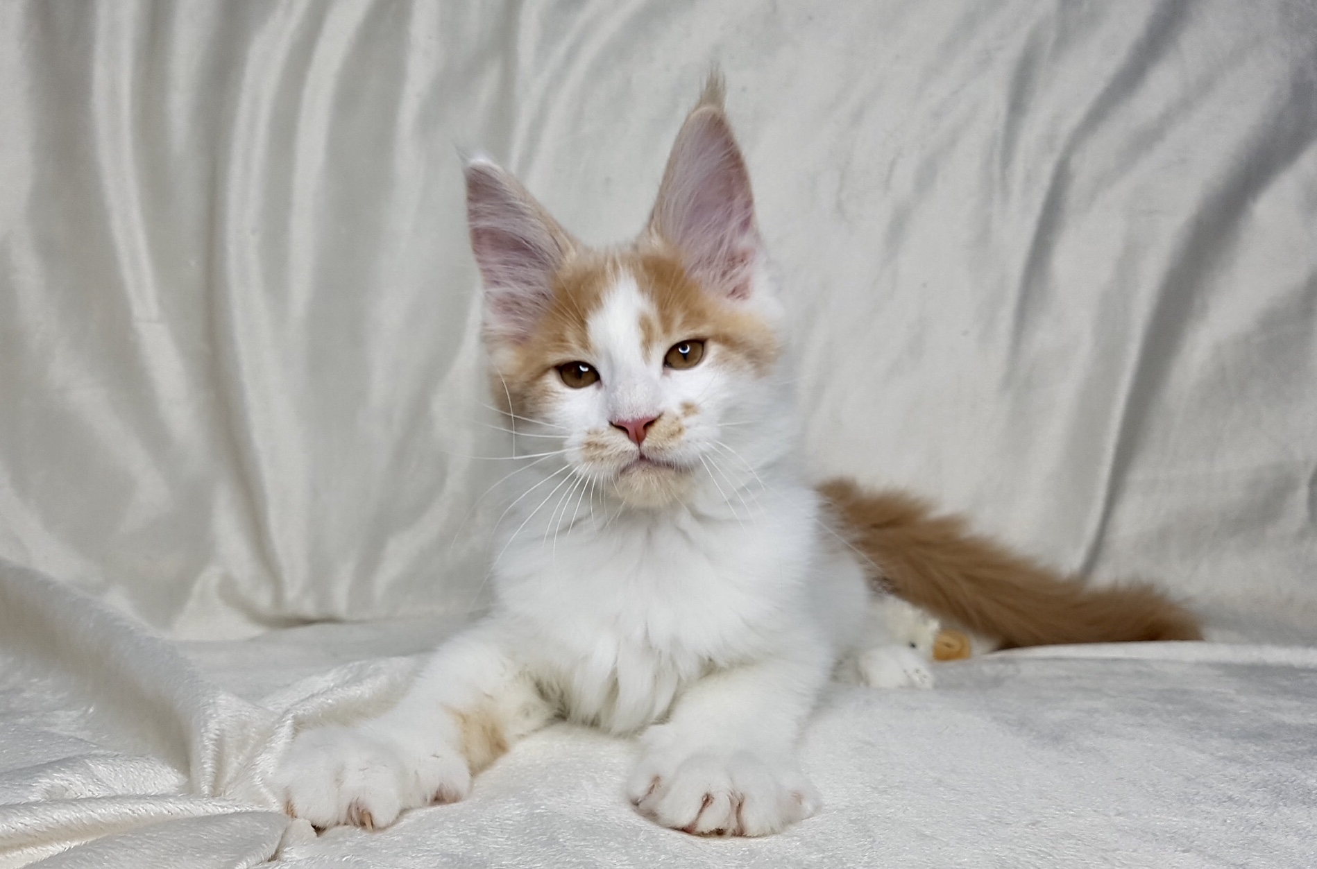 Maine Coon opdræt Gentle Cat Eyes