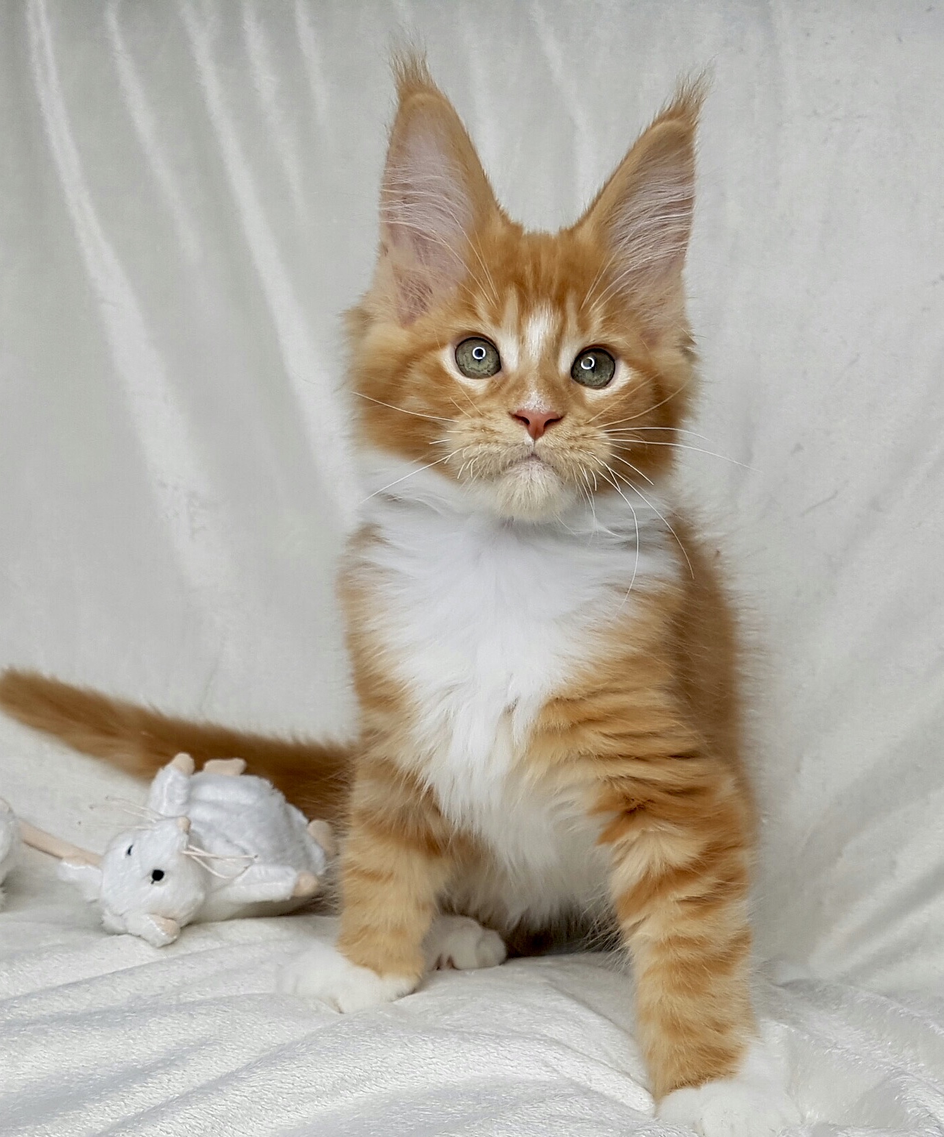 Maine Coon opdræt Gentle Cat Eyes