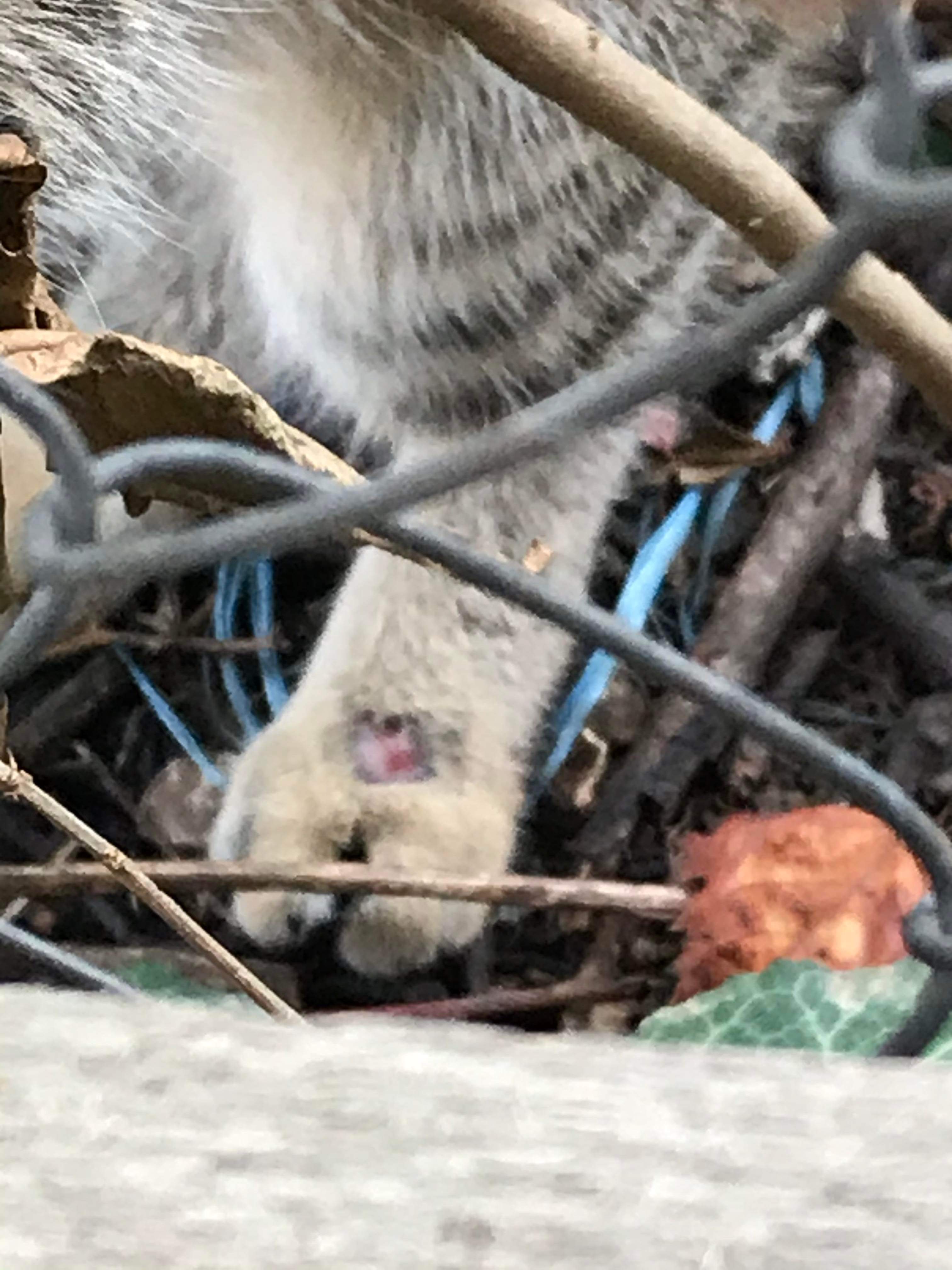 Stray cat; injuries or a skin condition? r/AskVet