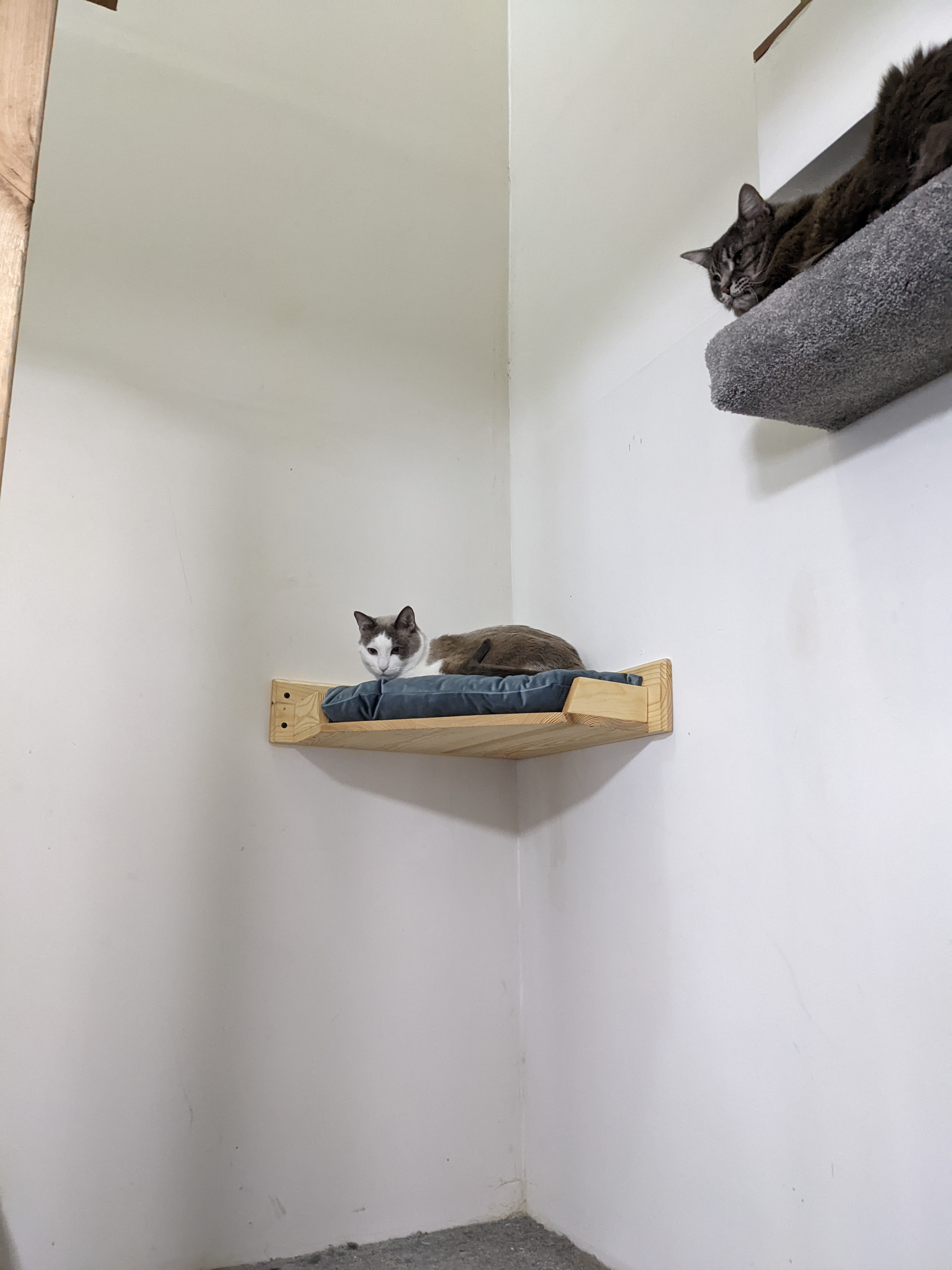 Why is "catlady" used as an insult towards women who prefer the