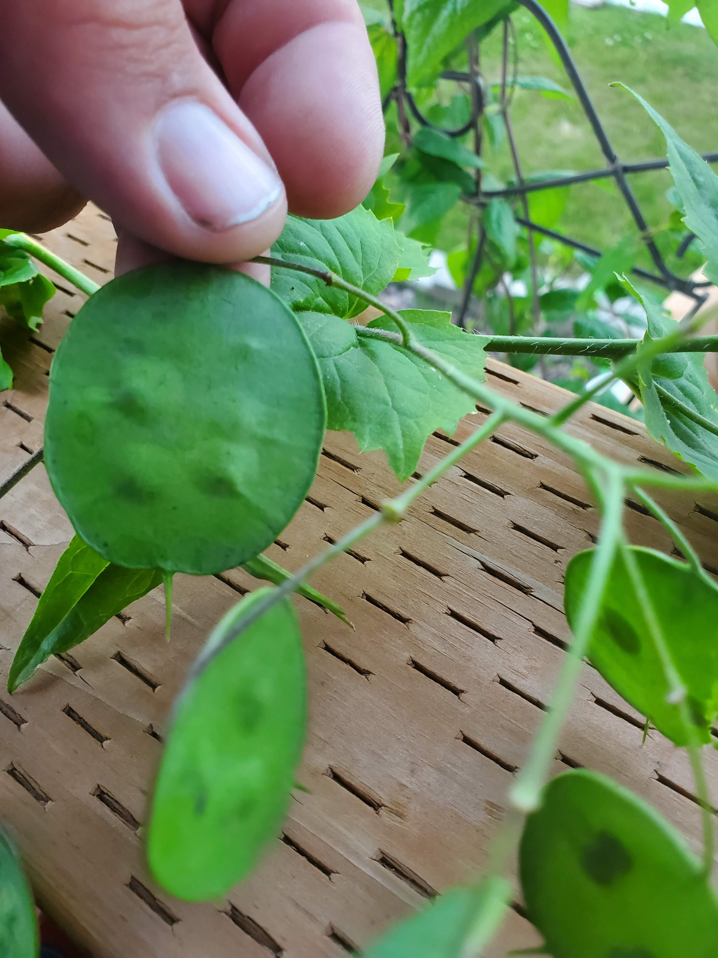 Leafy vine pods Identification whatsthisplant