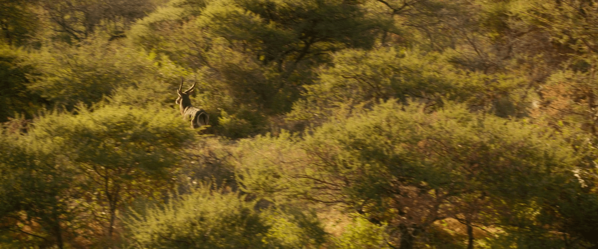 Beast (2022) English WEBDL 1080p 720p & 480p [x264/10bit HEVC] DD5.1