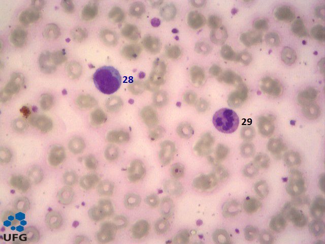 Este site tem por objetivo auxiliar no estudo da hematologia