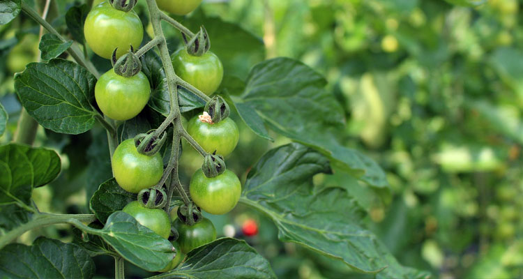 Is It Worth Using Calcium Nitrate for Tomatoes Read this