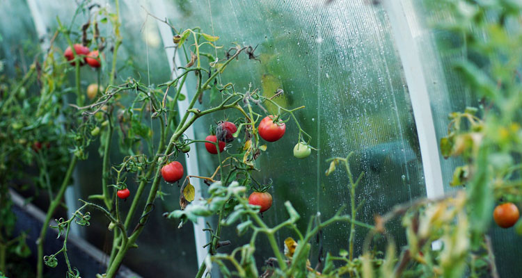 Coffee Grounds for Plants Everything You Need To Know?