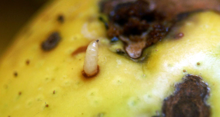 How To Get Rid Of Maggots On My Ceiling | Americanwarmoms.org