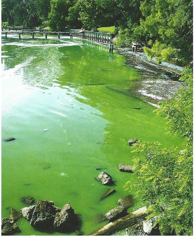 Stonehurst Plantation Neighborhood in St. Augustine, FL