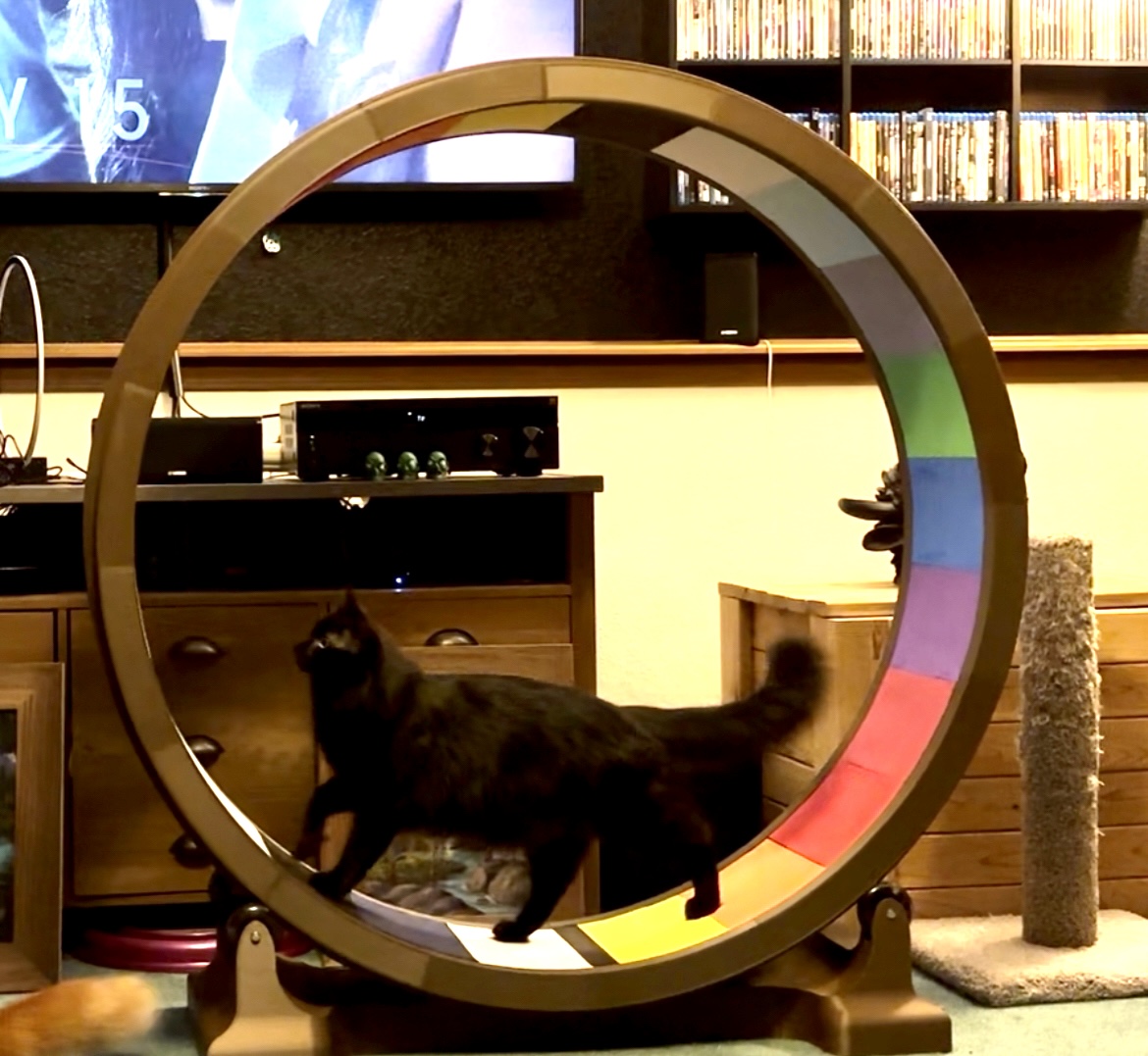 Roue d'exercice pour chats imprimé en 3D • Fabriqué avec une imprimante