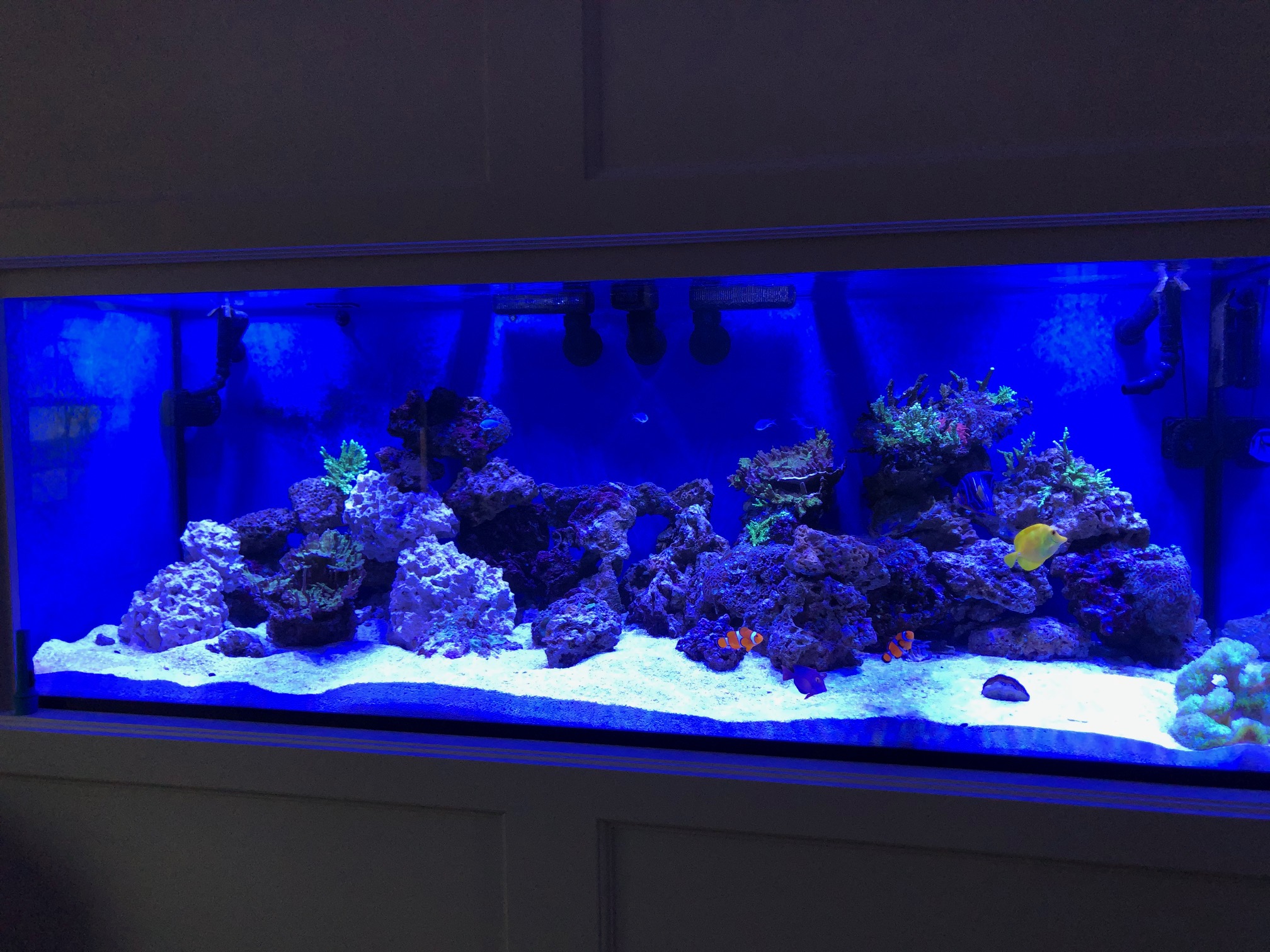 8 Foot Custom Aquarium, Quality Engineered Custom Aquariums