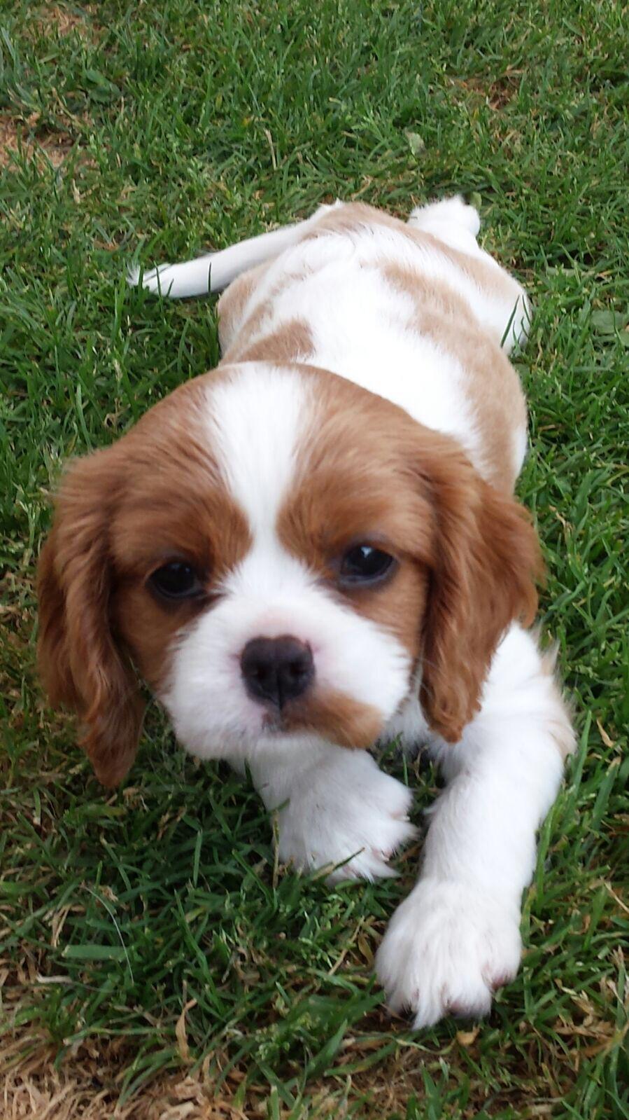 SoulDogs mini Australian Shepherd und Cavalier King