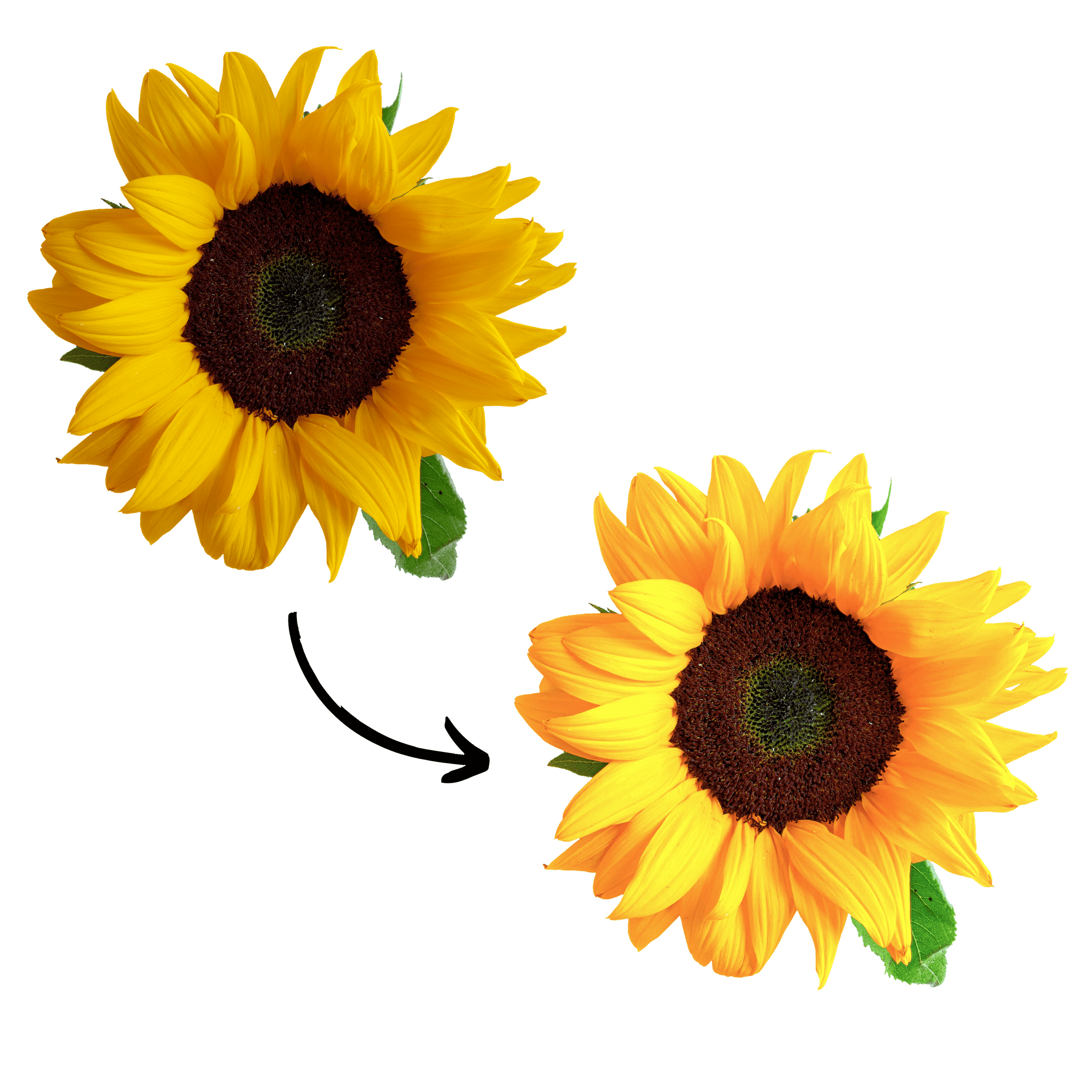 How to Print High Quality Edible Images on your Icing Sheets, Wafer