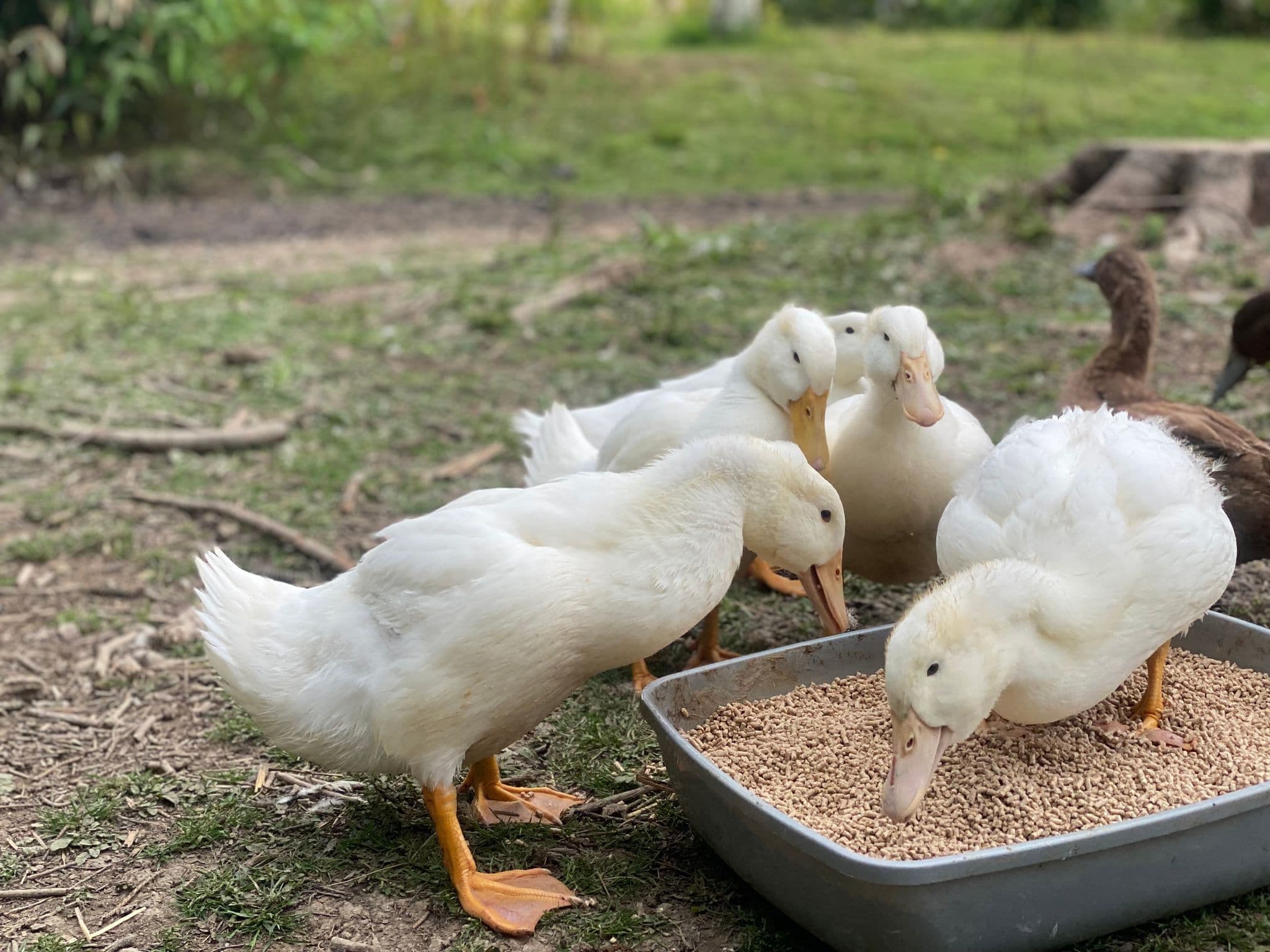 What to Feed Your Ducks in Winter 5 Top Tips For Duck Care