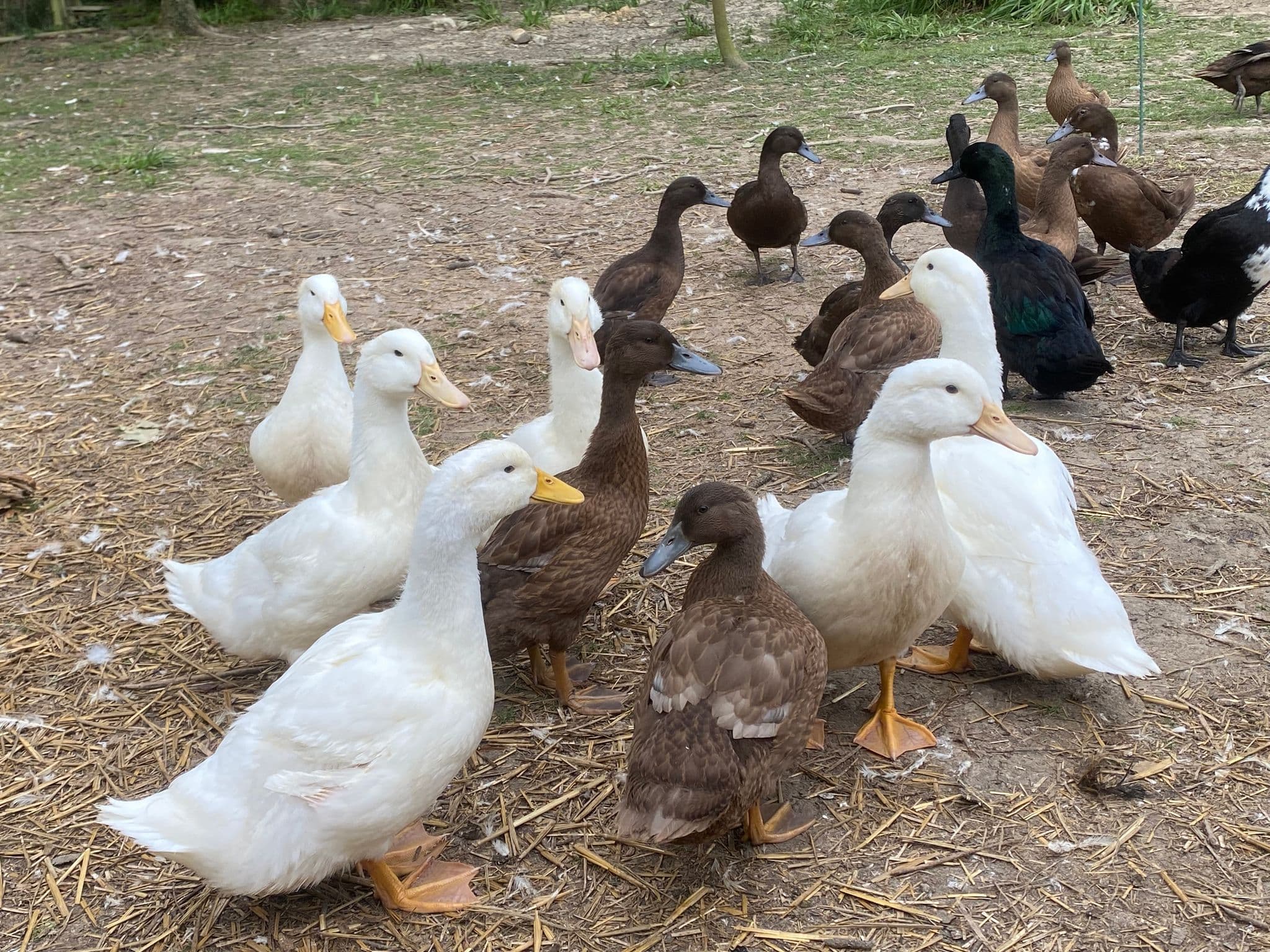 5 Top Tips for Keeping Ducks In Winter